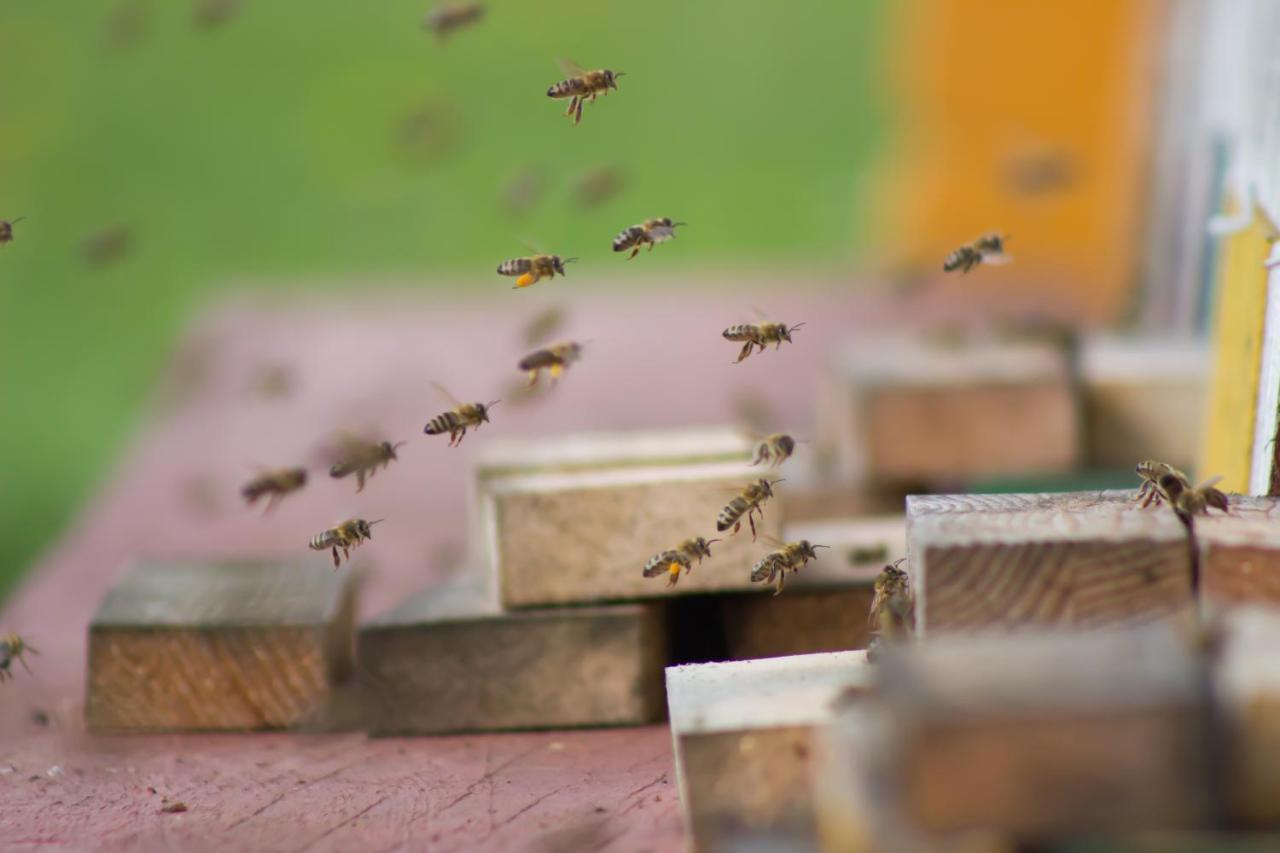 Bee House Maya Hotel Rob Екстериор снимка